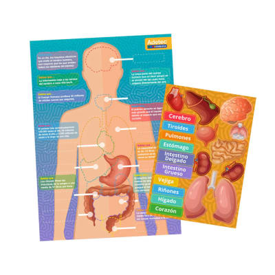 CUERPO HUMANO- LÁMINAS MAGNÉTICAS INTERACTIVAS