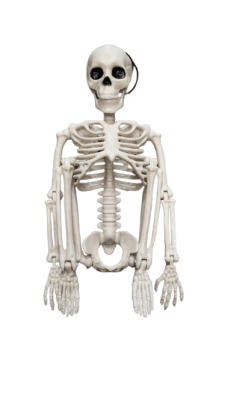 ESQUELETO1