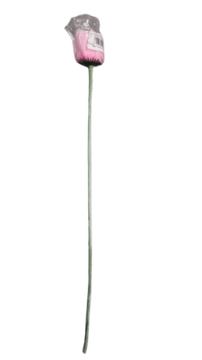 FLOR GERBERA