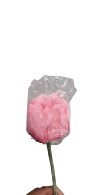 FLOR GERBERA