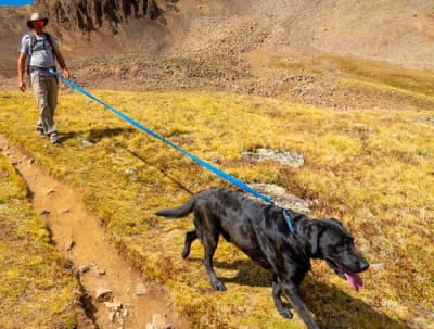TOW WHEE DOG LEASH TOW WHEE DOG LEASH