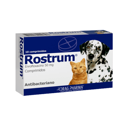 Rostrum