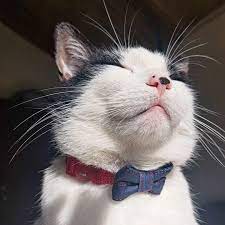 Coastal Collar gato embellished