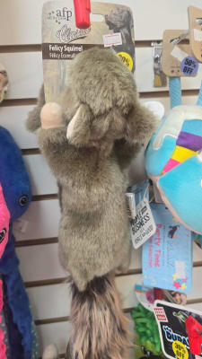 afp  felicy squirrel ardilla