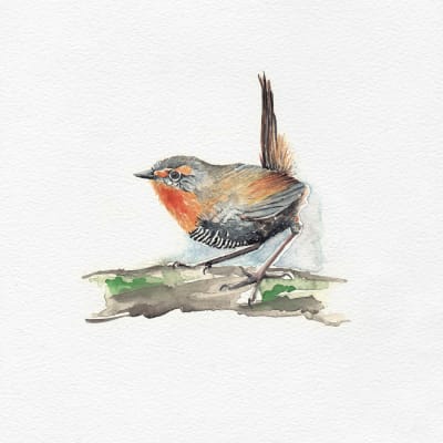 CHUCAO