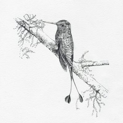 COLIBRÍ COLA DE RAQUETA B/N1