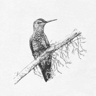 COLIBRÍ B/N