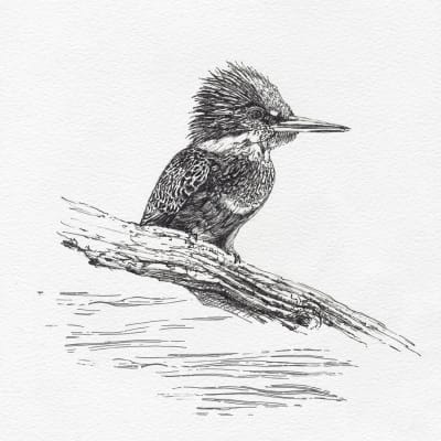 MARTÍN PESCADOR B/N1