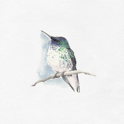 PICAFLOR DE JUAN FERNÁNDEZ