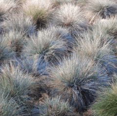 Gramineas