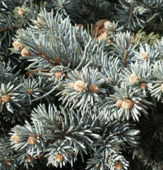 Coniferas