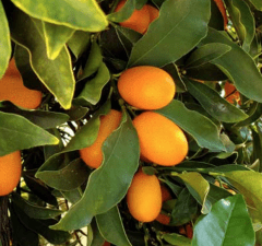 Frutales