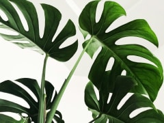Plantas de Interior