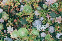 SUCULENTAS Y CACTUS