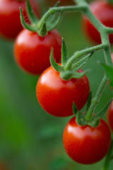 HUERTA