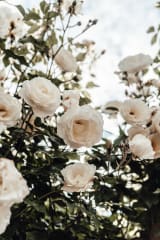 ROSAS ROSAS