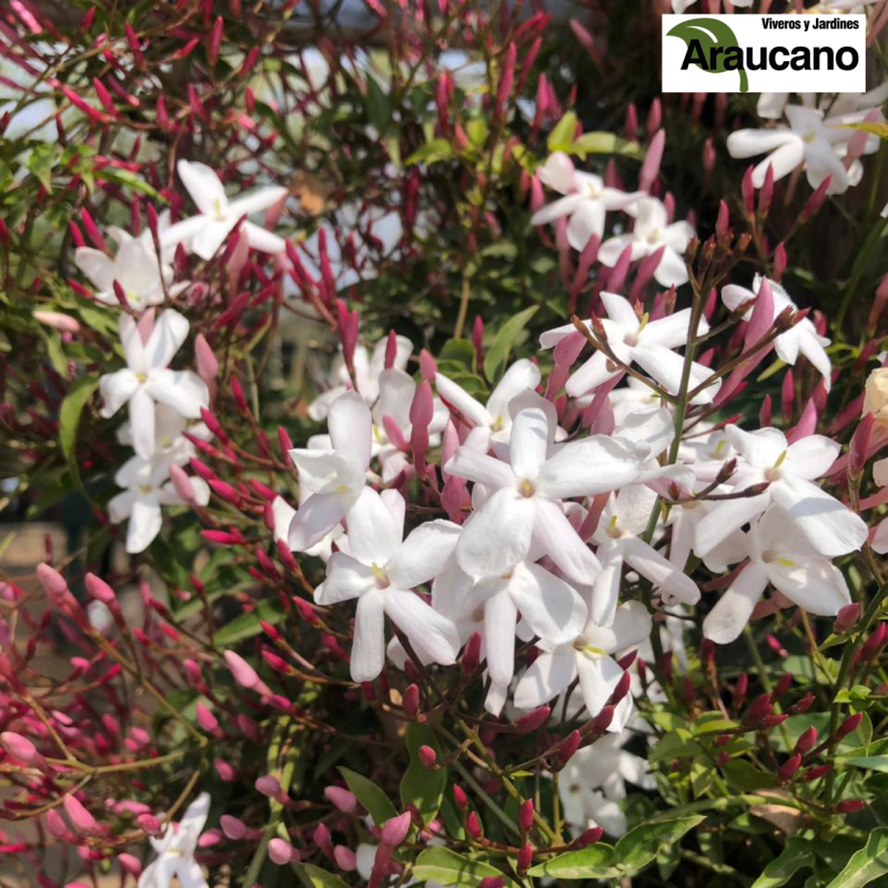 TREPADORAS | Viveros y Jardines Araucano