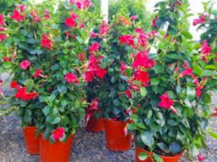 trepadora diplademia mediana m17