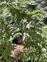 arbol Acer japonico M