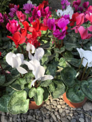 violeta persia grande