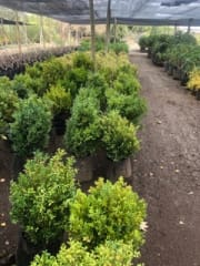arbusto Boj verde