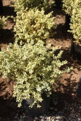 arbusto boj variegado