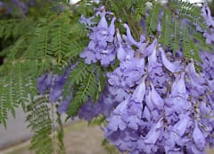 arbol jacaranda