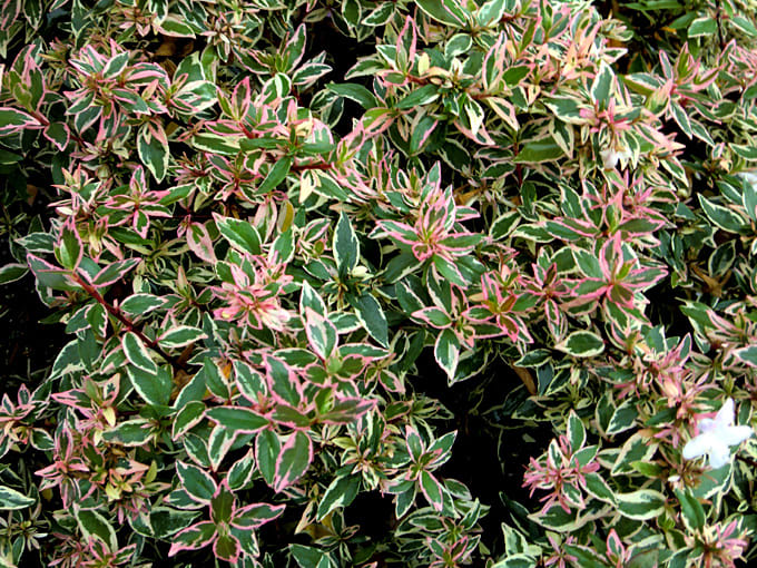arbusto abelia variegada