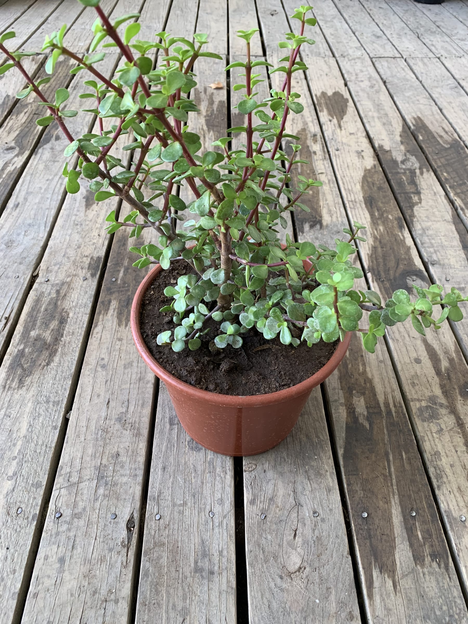 Portulacaria Africans Viveros y Jardines Araucano