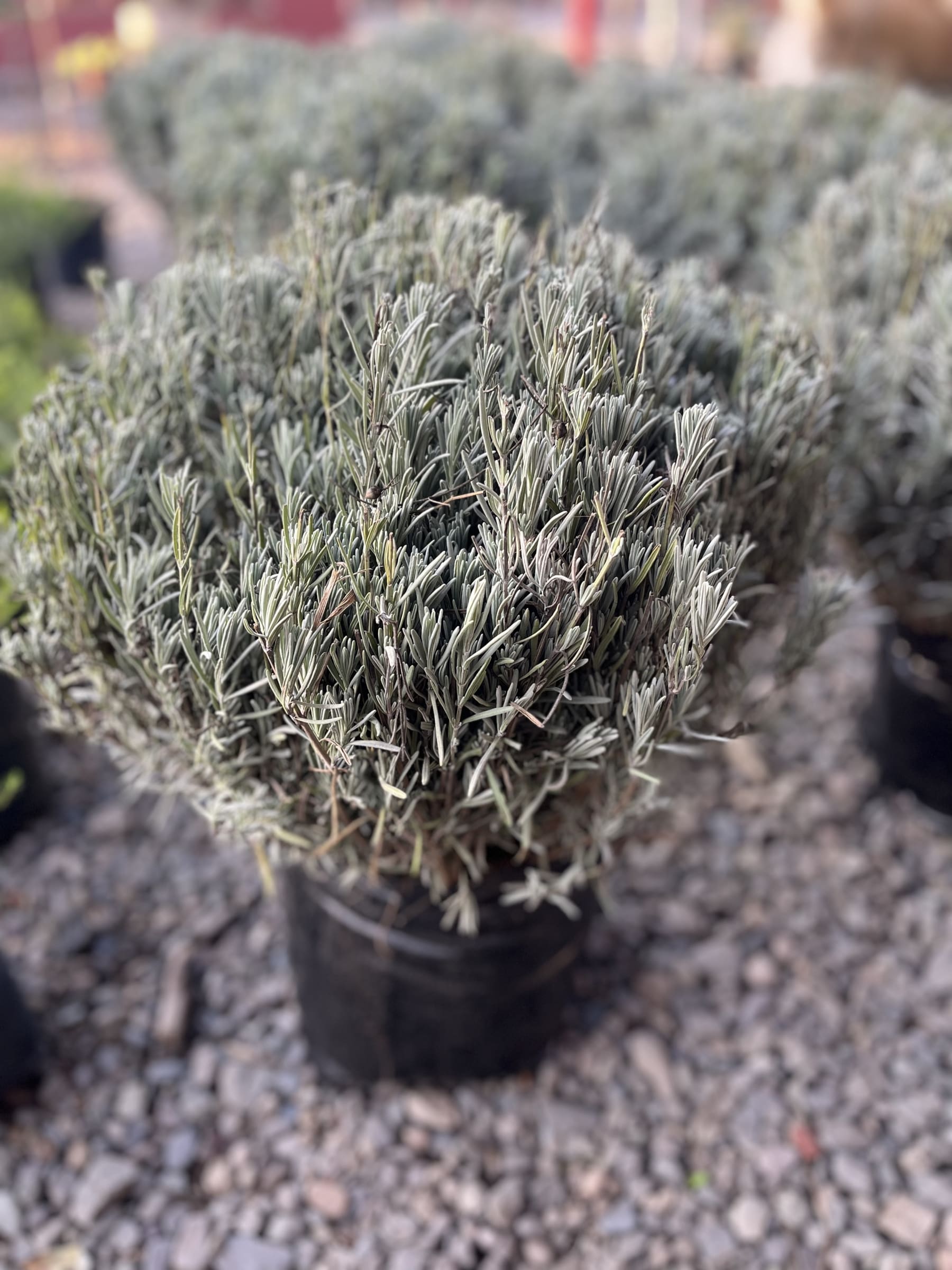 img-94889486.jpg?101&t=1769485298