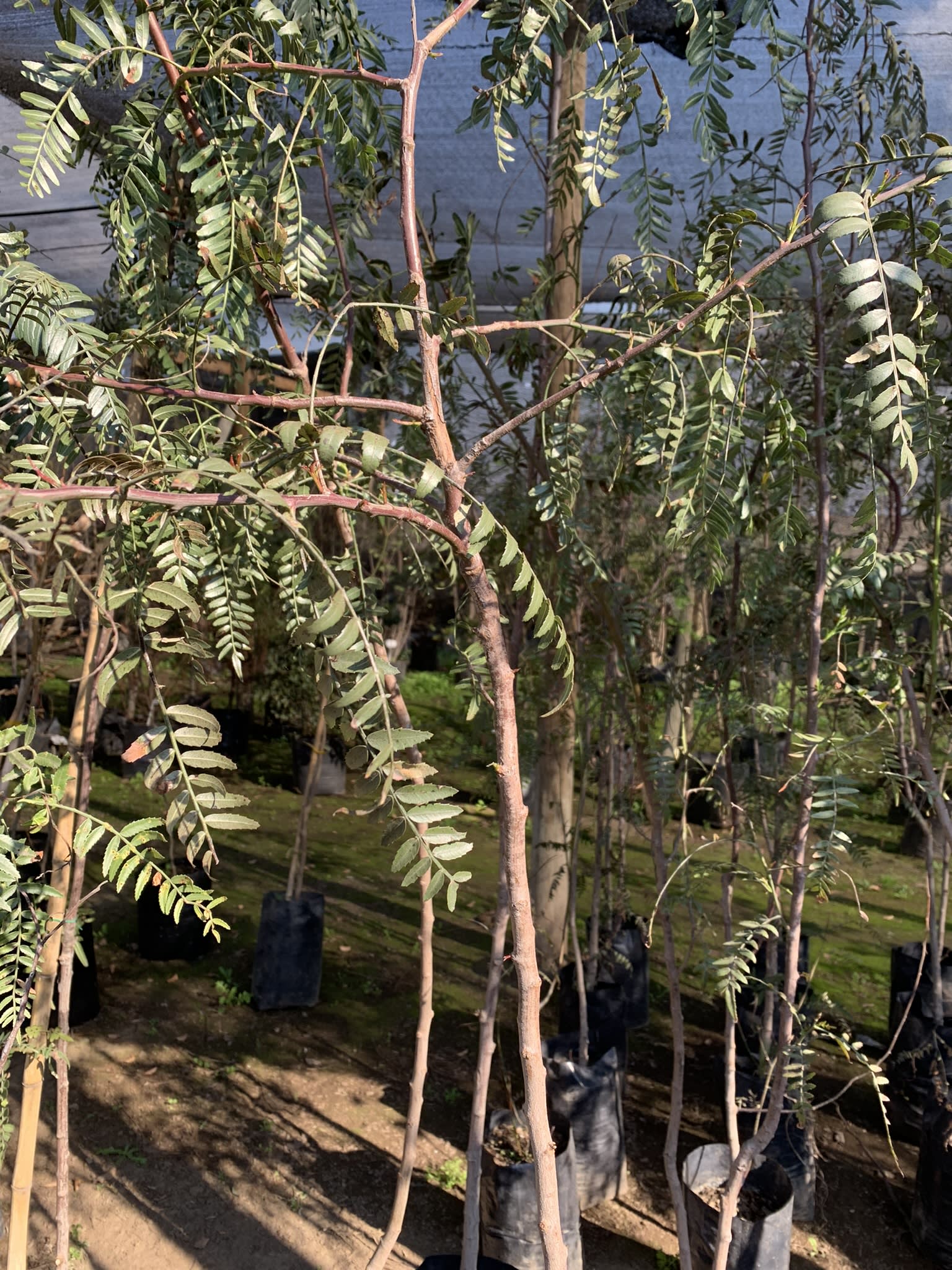 Arbol Pimiento | Viveros y Jardines Araucano