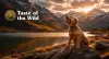 taste of the wild 2000x10806263.webp
