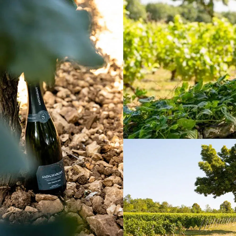 Espumante Sainchargny Les Crays Cremant De Bourgogne Extra Brut1