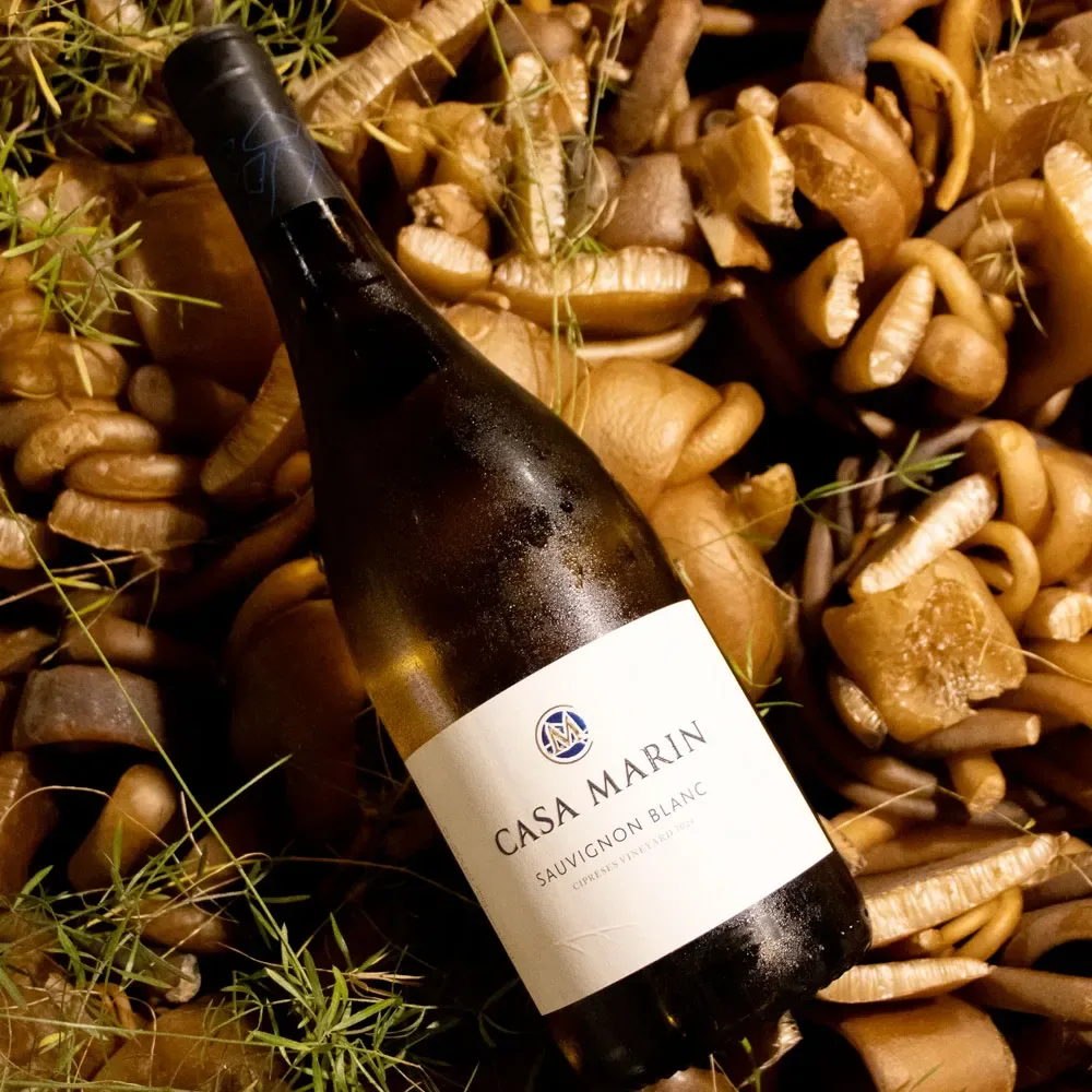 Vino Casa Marin Cipreses Vineyard, Sauvignon Blanc1