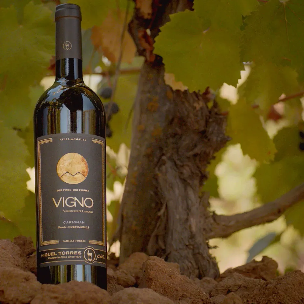 Vino Cordillera Vigno Carignan1