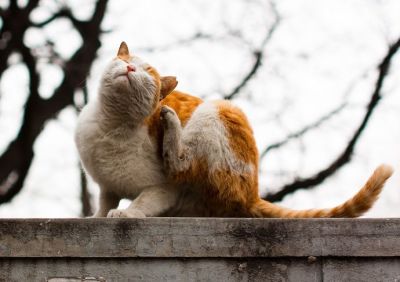 S.O.S. PARÁSITOS: ¿CÓMO CUIDO A MI MASCOTA?