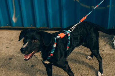 Ella H- Harness Arnes Para Perro zeedog