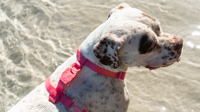 NEOPRO BUBBLEGUM H-HARNESS