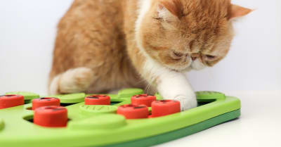 Nina Ottosson Puzzle Buggin´ Out N2 juguete interactivo