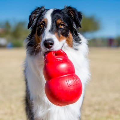Kong Bounzer  Juguete Para Perro