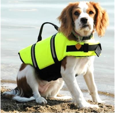 Salvavidas Para Perros