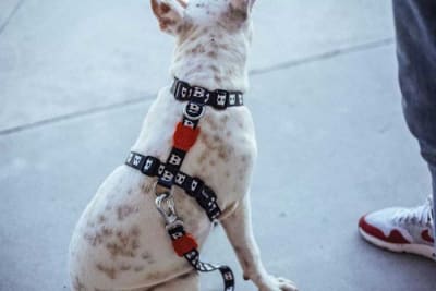 Skull H- Harness Arnes Para perro zeedog