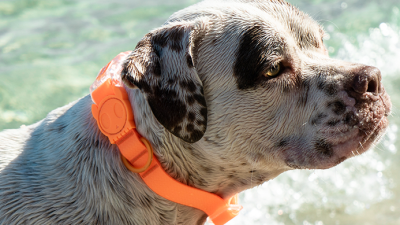 Zee.Dog Neopro Tangerine Collar Small Para Perro