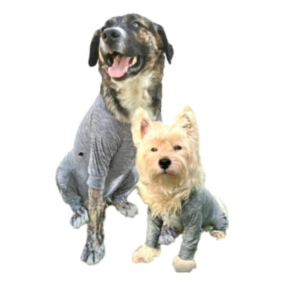 Cunatex Body Ajustable Post-quirúrgico Castración (4 Patas)