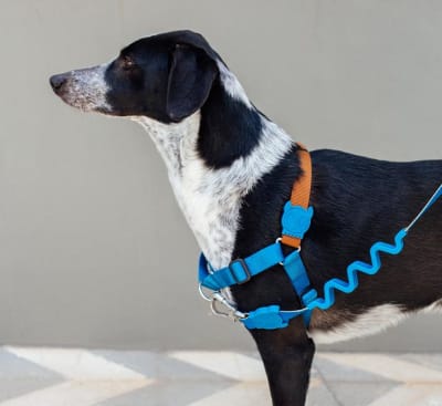 Delta Ruff Leash correa anti-shock para perro