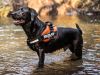 Arnes Julius K9 Pechera- Liso 2