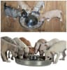 Plato Petpro Para Camadas (28 cm de diámetro)1