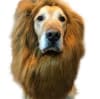 Peluca de León Disfraz Perro Halloween Negro1