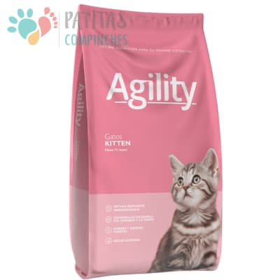 Agility Cat Kitten