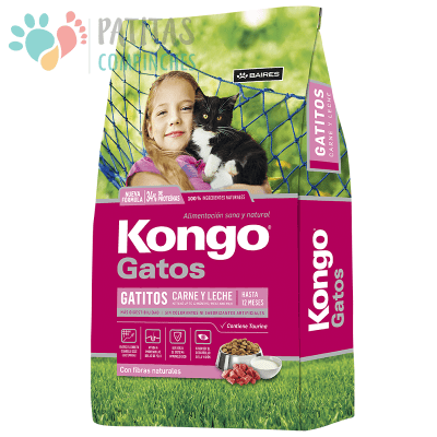 Kongo Cat Kitten